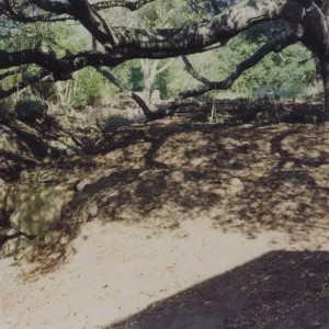 Director's residence landscape