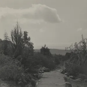 Looking south across the Garden, former Forest Trail