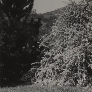 Ceanothus megacarpus var. pendulus with Pinus, 1938