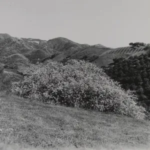Ceanothus (California Lilac), 1939
