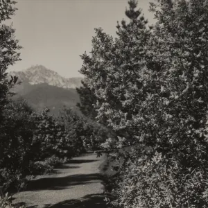 Ceanothus arboreus, 1939