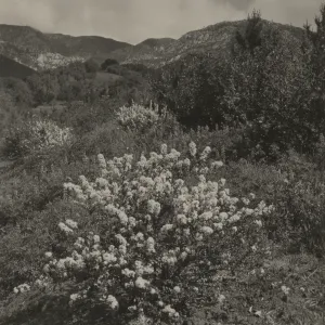 Ceanothus verrucosus, 1937