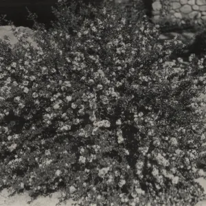 Ceanothus verrucosus, 1939 