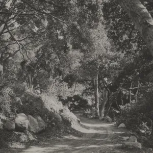 SBBG Canyon Trail, Mission Canyon