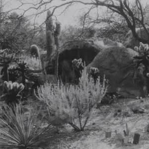 Desert Section, 1958