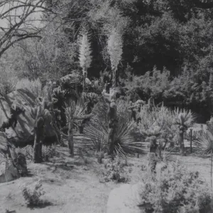 Desert Section, 1958?