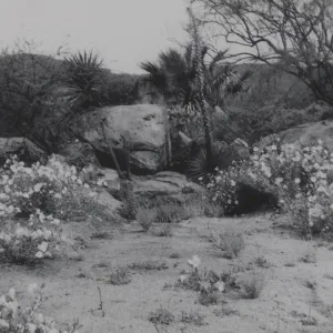 Desert Section, 1951