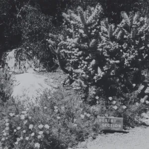 cholla, Desert Section, 1979