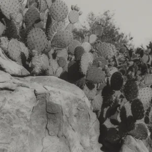 cactus in the Desert Section (Prickly-pear)