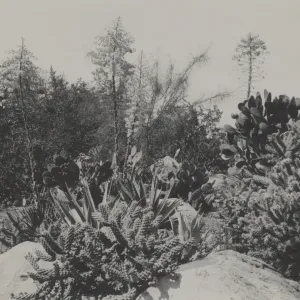 Desert Section