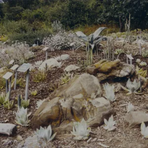 new Dudleya (liveforevers) display, 1993
