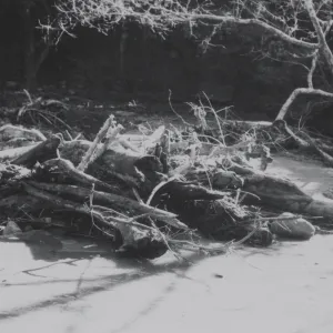 flood debris collected at the top of Mission Dam, 1969
