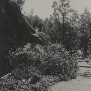 Eriogonum nudum grande, historic Island Section