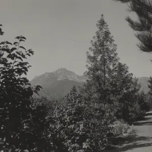 Lyonothamnus floribundus, historic Island Trail, 1934