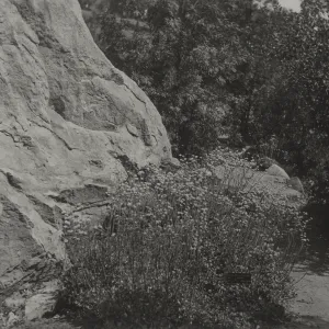 old Island Trail, 1930's