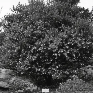 Great berried Manzanita, Arctostaphylos glauca ?