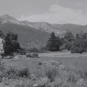 Meadow, 1950's