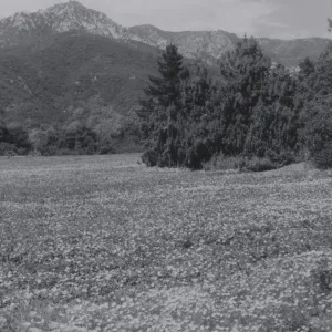 Meadow, 1950's