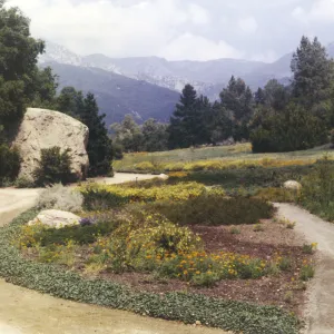 Meadow border, 1969