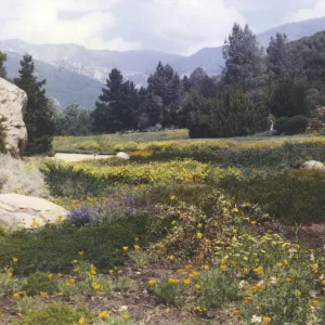 view to mountains from lower Meadow, 1969