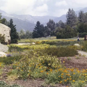 lower Meadow in early spring