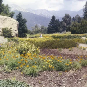 lower Meadow