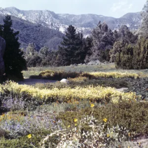 Meadow with mountin view