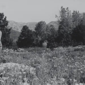 lower Meadow, 1969