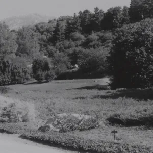 Meadow, 1960's