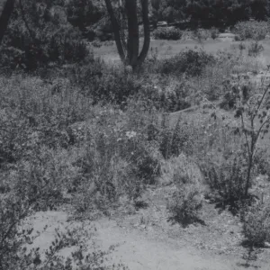 Meadow View garden