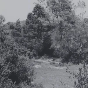 Meadow, 1980