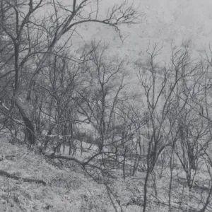 olive grove on the East Slope, after the Coyote Fire