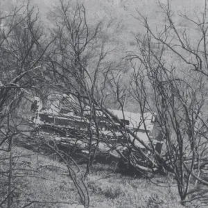 Clearing the Olive grove after the Coyote Fire