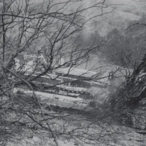 Clearing the Olive grove after the Coyote Fire