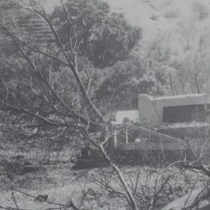 Clearing the Olive grove after the Coyote Fire