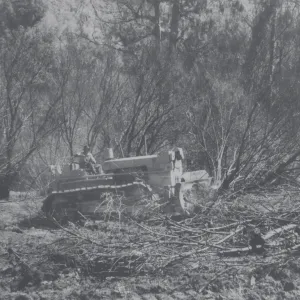 Clearing the Olive grove after the Coyote Fire