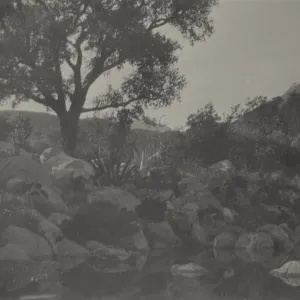 Meadow pool, 1928