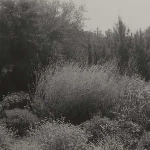 Buckwheat Trail