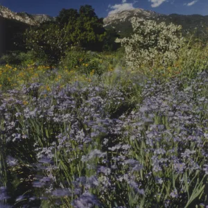 Blue-eyed Grass on Porter Trail