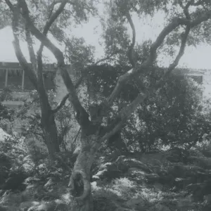 Herbarium construction, view from Arroyo