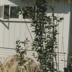 Cottage and garden