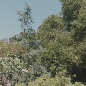 Cottage and garden