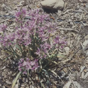 Home Demonstration Garden
