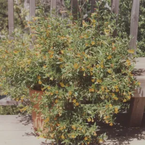 Home Demonstration Garden