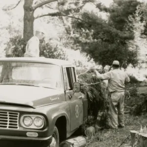 Tree removal, Garden pickup truck