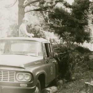 Tree removal, Garden pickup truck