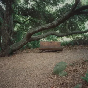 Ellen Hansen Bench, 1982 (Coastal Live Oak)