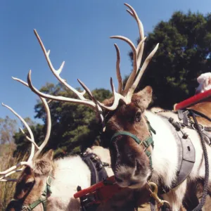 Winterfest, reindeer close-up