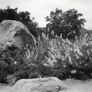 Blaksley Garden (Lupine)