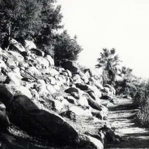 Removal of the shrubs from the slope above the Campbell Trial disclosed a tremendous supply of rocks of all sizes that had been hidden nby the dense shrub growth. Many were removed, but the most interesting were used to build the foundation for a hot sunn
